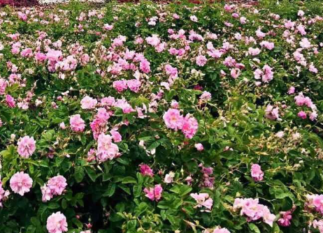 从一朵玫瑰到满屋芬芳：揭秘藏在香气里的千亿商机